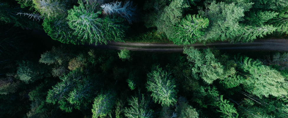 FSC<sup>&reg;</sup> Forest Management Certification