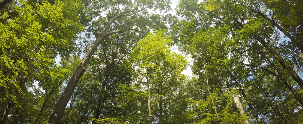 FSC<sup>&reg;</sup> Forest Management Certification